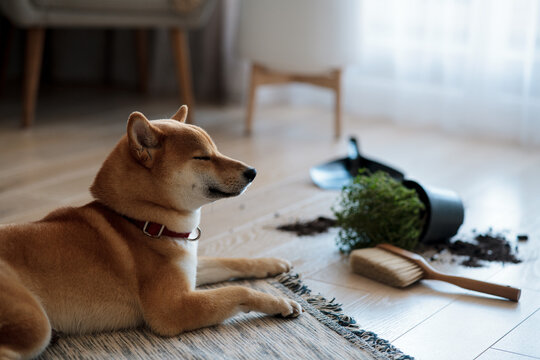 Dropped Potted Plant And Soil On The Floor And Sad Guilty Shiba Inu Dog With Closed Eyes. Pet Damage