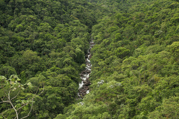 A river running in the montane forest