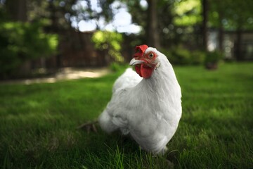 Chicken.