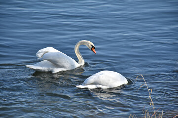 Zwei Schwäne im Wasser