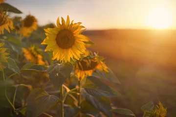 Foto auf Acrylglas Selectively focused sunflower in a field at sunset. © Jan Dzacovsky
