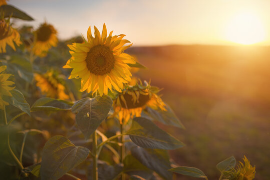 Selectively focused sunflower in a field at sunset.