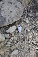 Ground 