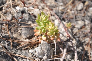 cones in the forest