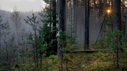 Misty morning in a forest. High quality photo