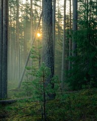 Obraz premium Misty morning in a forest