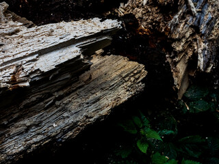 Rotten Tree Trunk 