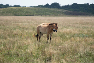  a pair of wild Przewalski horses. przewalskii in the steppe in the biosphere reserve. Rare wild animals. Two horses
