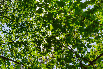 Fototapeta premium sunlight breaking through the many green maple and birch leaves