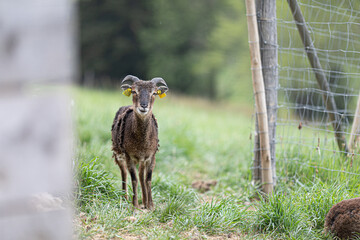 Selective focus shot of a goat on a blurred background 