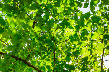 Fototapeta na wymiar sunlight breaking through the many green birch leaves