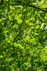 Fototapeta na wymiar sunlight breaking through the many green maple and birch leaves