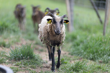 Shallow focus shot of a goat on a blurred background 