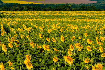 Field of the blooming sunflowers at summer. Rural landscape