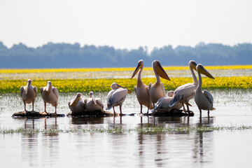 Greece, White Pelican on Lake Kerkini
