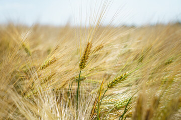 Yellowed spikelets of rye in the field on a bright sunny day