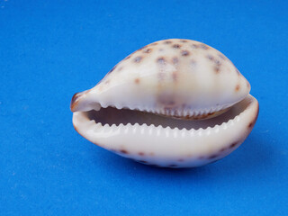 OHigh viewing angle, panoramic view of starfish and a lot of shells, on a blue background