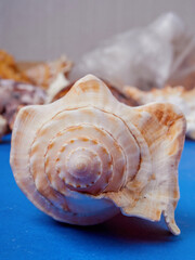 High viewing angle, panoramic view of starfish and a lot of shells, on a blue background