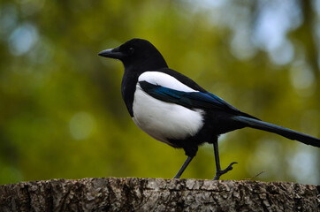 Eurasian magpie