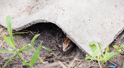 small brown lizard Lacerta agilis crawled out from under a piece of slate lying on the grass
