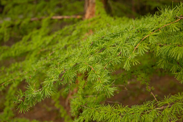 Young fir, coniferous branches, christmas tree