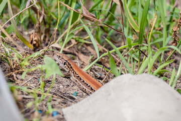 small brown lizard Lacerta agilis crawled out from under a piece of slate lying on the grass