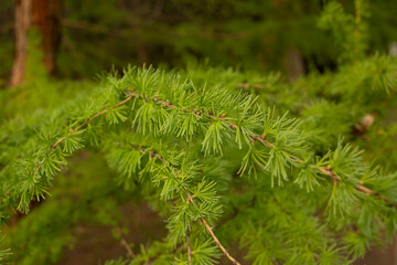 Young fir, coniferous branches, christmas tree