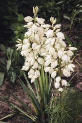 Flowering yucca plant with white flowers and green dagger-shaped leaves