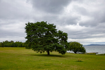 Fototapeta premium ancient oak tree down by the seaside