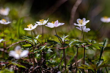Anemonoides nemorosa flower growing in forest
