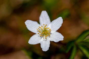 Anemonoides nemorosa flower growing in forest, macro