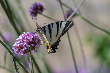 Verbena bonariensis vervain purpletop flowering plant with white black butterfly scarce swallowtail Iphiclides podalirius