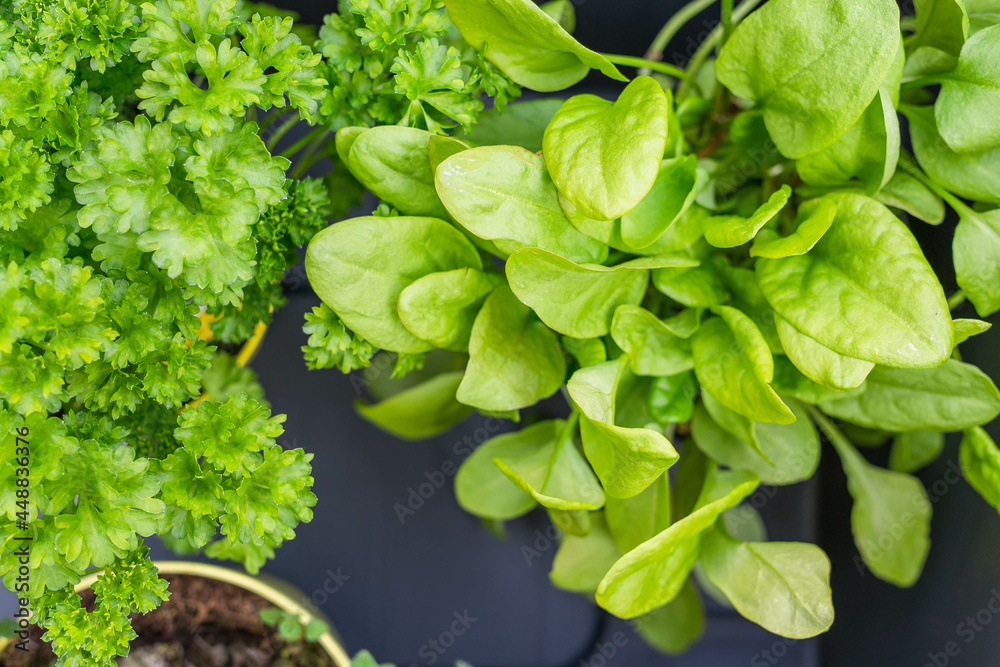 Wall mural view of fines herbs, green leaves and coriander in the garden on a sunny day