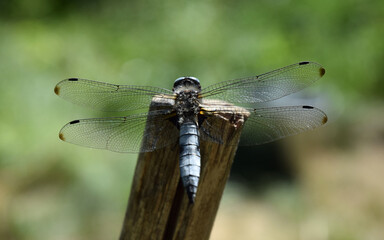 Dragonfly ancient insect 