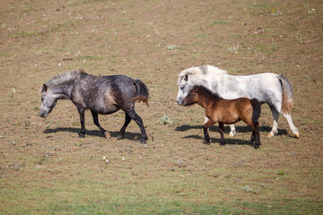 Fototapeta premium Three ponies grazing at a horse farm, stallion, mare and colt.