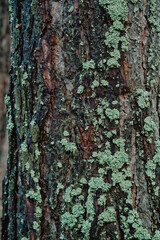Closeup texture of tree bark. Pattern of natural tree bark background. Rough surface of trunk. Green moss and lichen on natural wood. Dirt skin of wooden. Tree bark texture