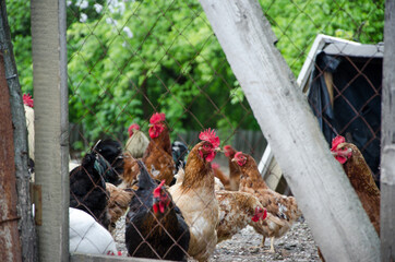 Closeup of domestic chicken feeding on traditional rural barnyard. Hens on barn yard in eco farm. Free range poultry farming concept.