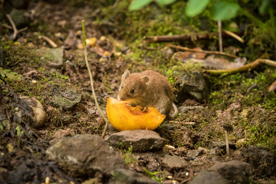 Closeushot of a cute brown mouse captured eating a fruit in a garden
