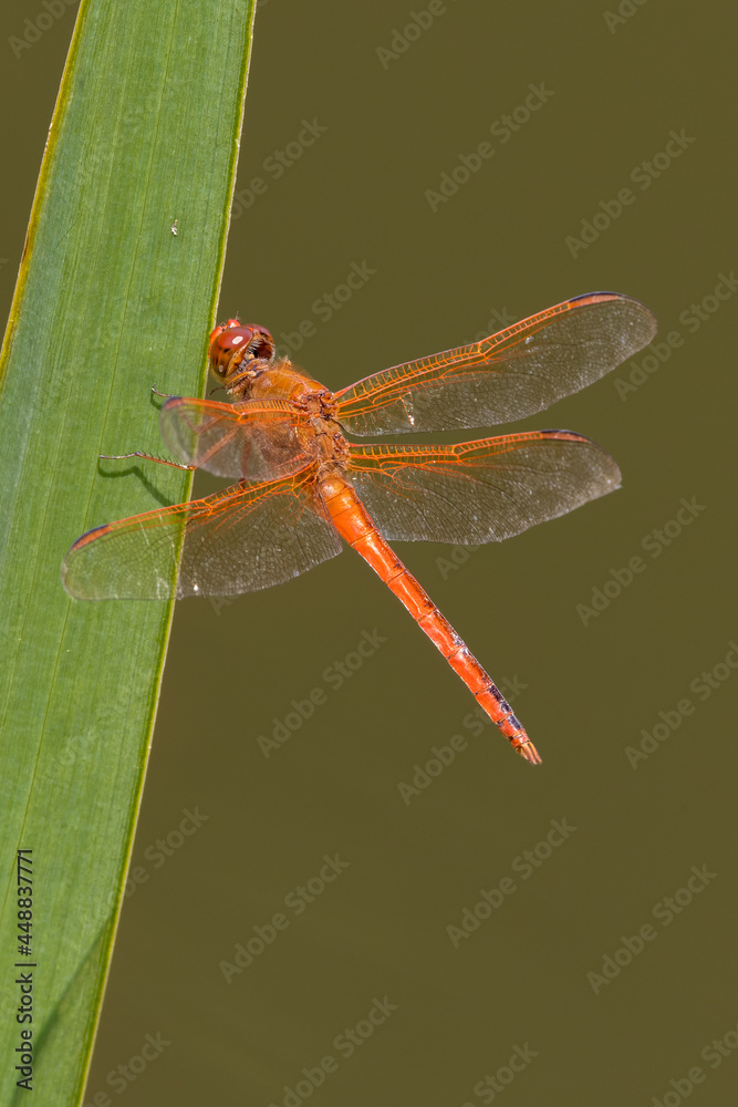 Canvas Prints Vertical shot of an insect on a blurred background