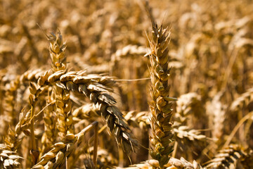 Close up of ripe golden wheat full frame on a sunny summer day, England, kent