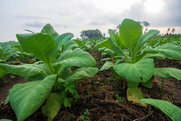 Nicotiana tabacum . plant cigarette making materials