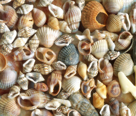 Seashell background, lots of amazing seashells mixed with stones