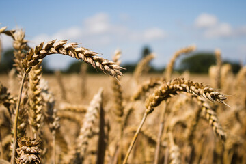 Close up of ripe wheat field with trees and sky in the background, shallow depth of field