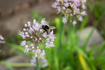 Beautiful flowers on a meadow in summer with insects like bees and bumblebees