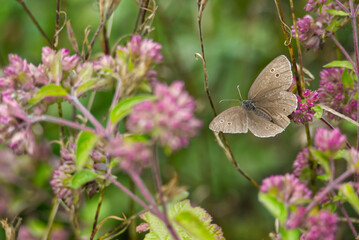 Ringlet (Aphantopus hyperantus) butterfly with open wings sitting on a pink flower in Zurich, Switzerland