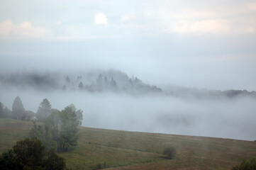 Widok oświetlonej polany we mgle z różnymi gatunkami drzew 
