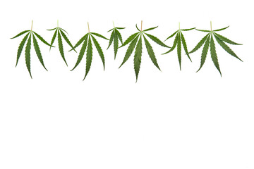 Flat lay composition with hemp leaves with place for text on white background.