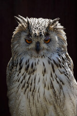 An owl large in detail on the head and part of the body.