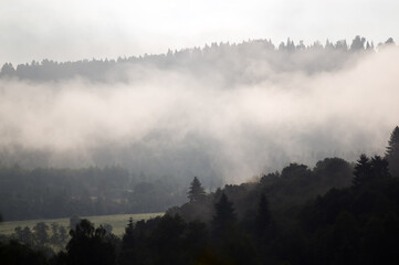 Las we mgle wierzchołki drzew na tle nieba