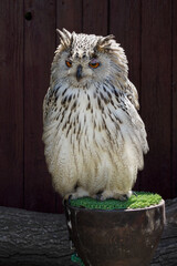 A big owl sitting on a pedestal.